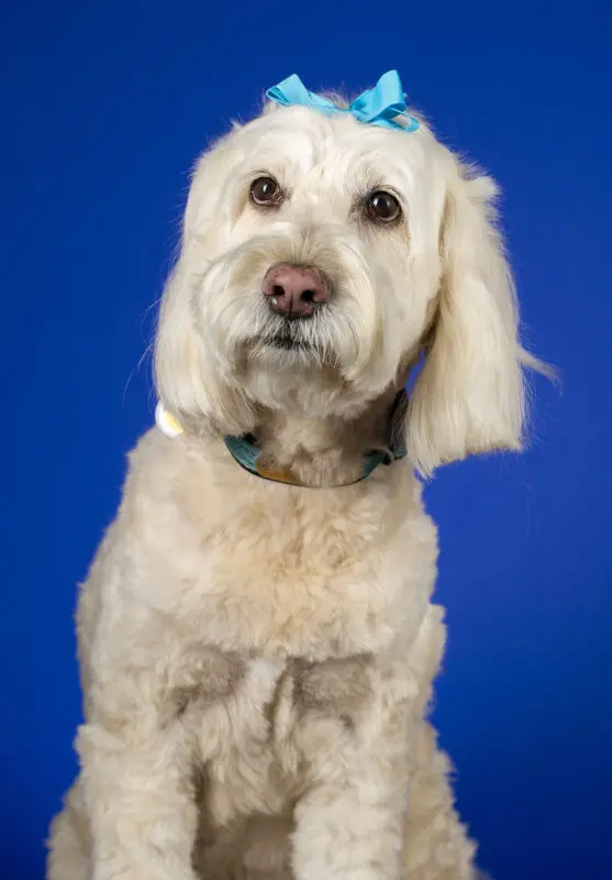 studio portrait of a dog