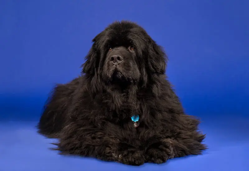 studio portrait of a dog