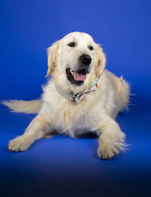 studio portrait of a dog