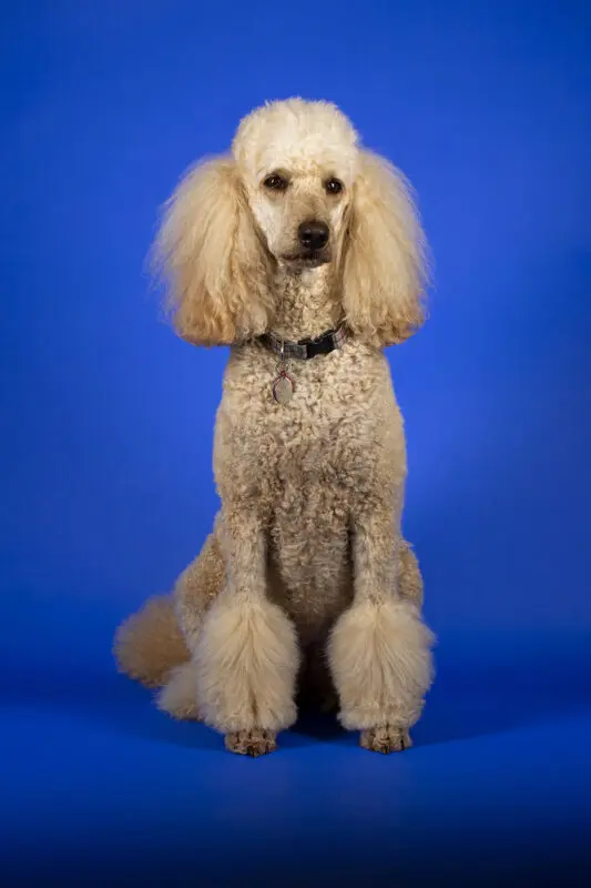 Studio portraits of dog taken in Fayetteville, Arkansas.