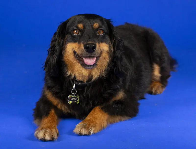 studio portrait of a dog