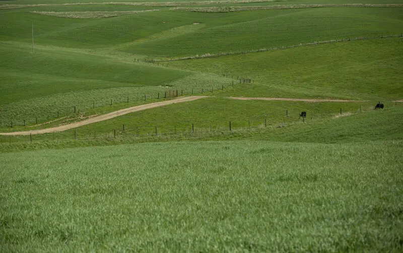 Green rounded hills with a dirt road running through.