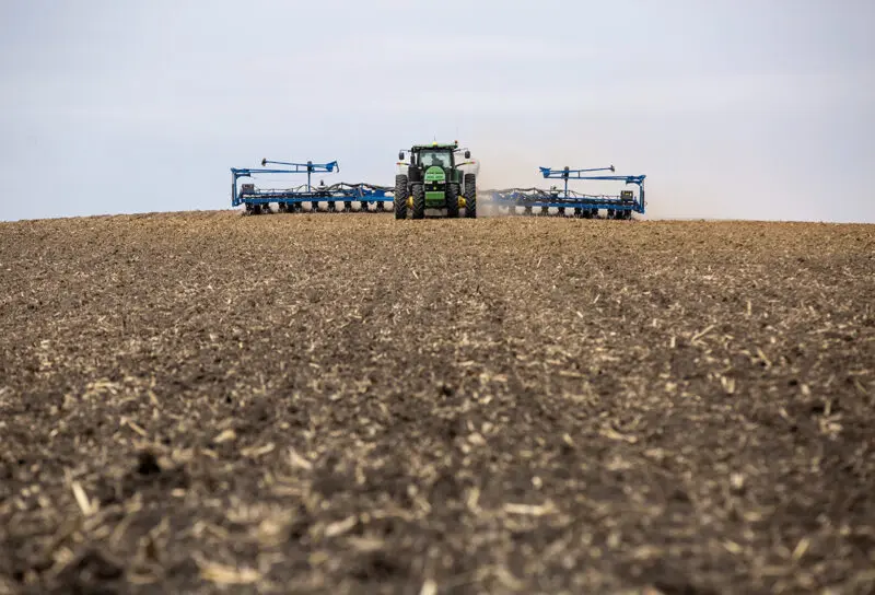 A tractor turns the dirt on a corn field.