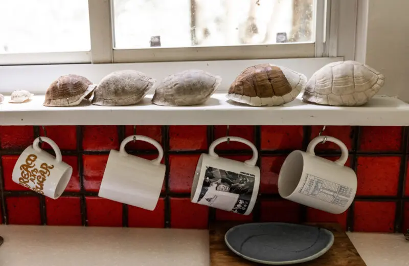 A collection of turtle shells and coffee cups in the kitchen of a 1920s home in Fayetteville, Arkansas, photographed to document it for the family.