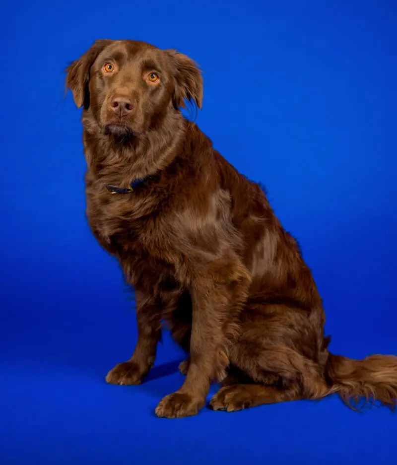 Studio portrait of Gus, a brown therapy dog for Arkansas Children’s Hospital, photographed in Northwest Arkansas by commercial photographer Beth Hall against a blue background.