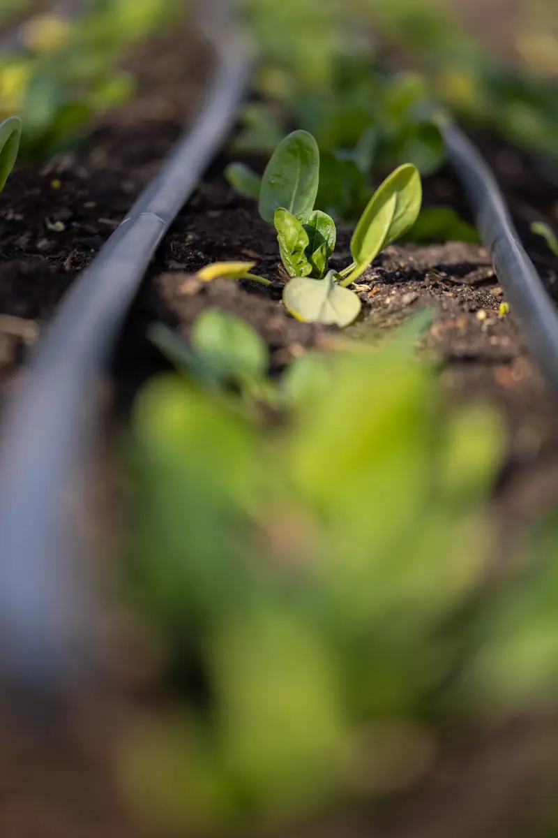 Editorial agricultural photography of Melissa and Adam Millsap, founders of Turnbuckle Farm, for Plated Magazine.
