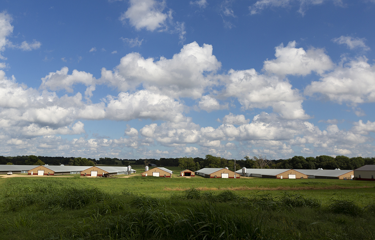 Photography of a row of chicken houses in a green field, with a blue sky and puffy clouds.