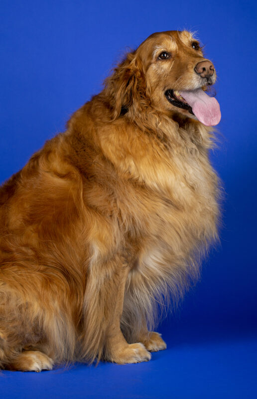 studio portrait of a dog