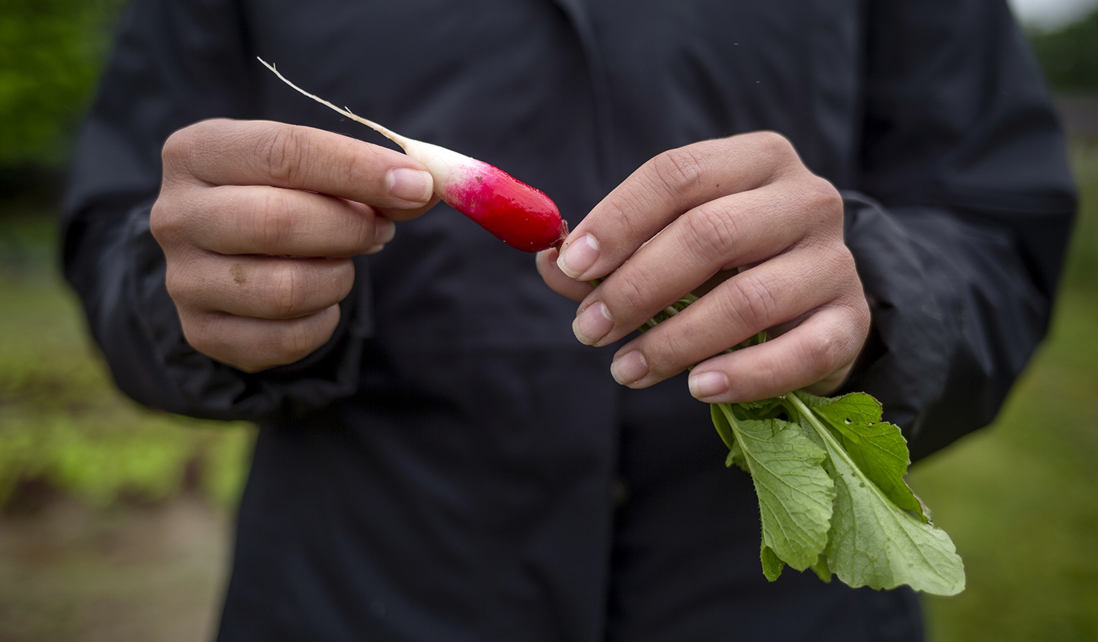 A man holds a radish freshly picked from the ground