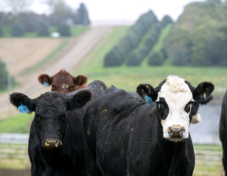 Cows in a field against a green background in South Dakota