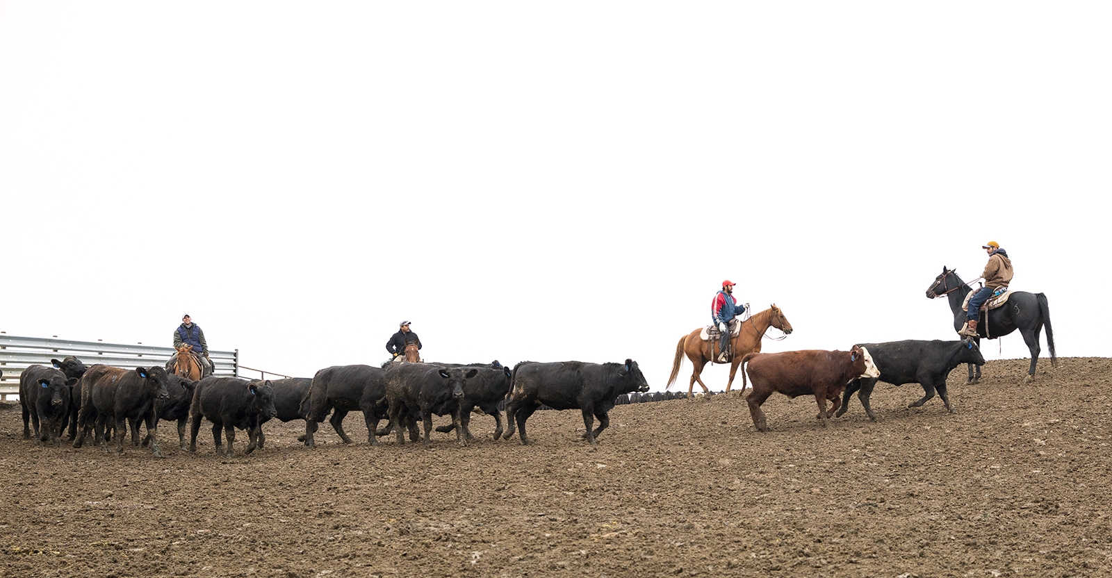 Cowboys control cows in a fields in South Dakota.