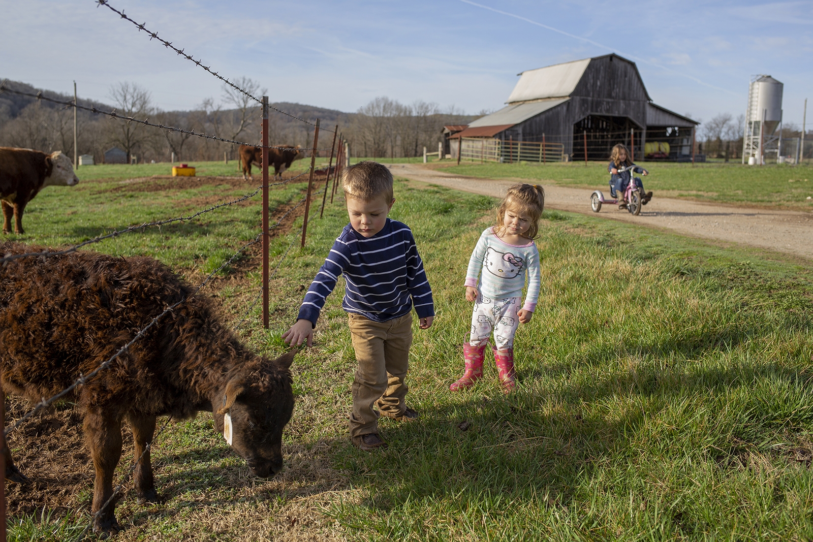 Children pet a calf on their farm in rural Arkansas.