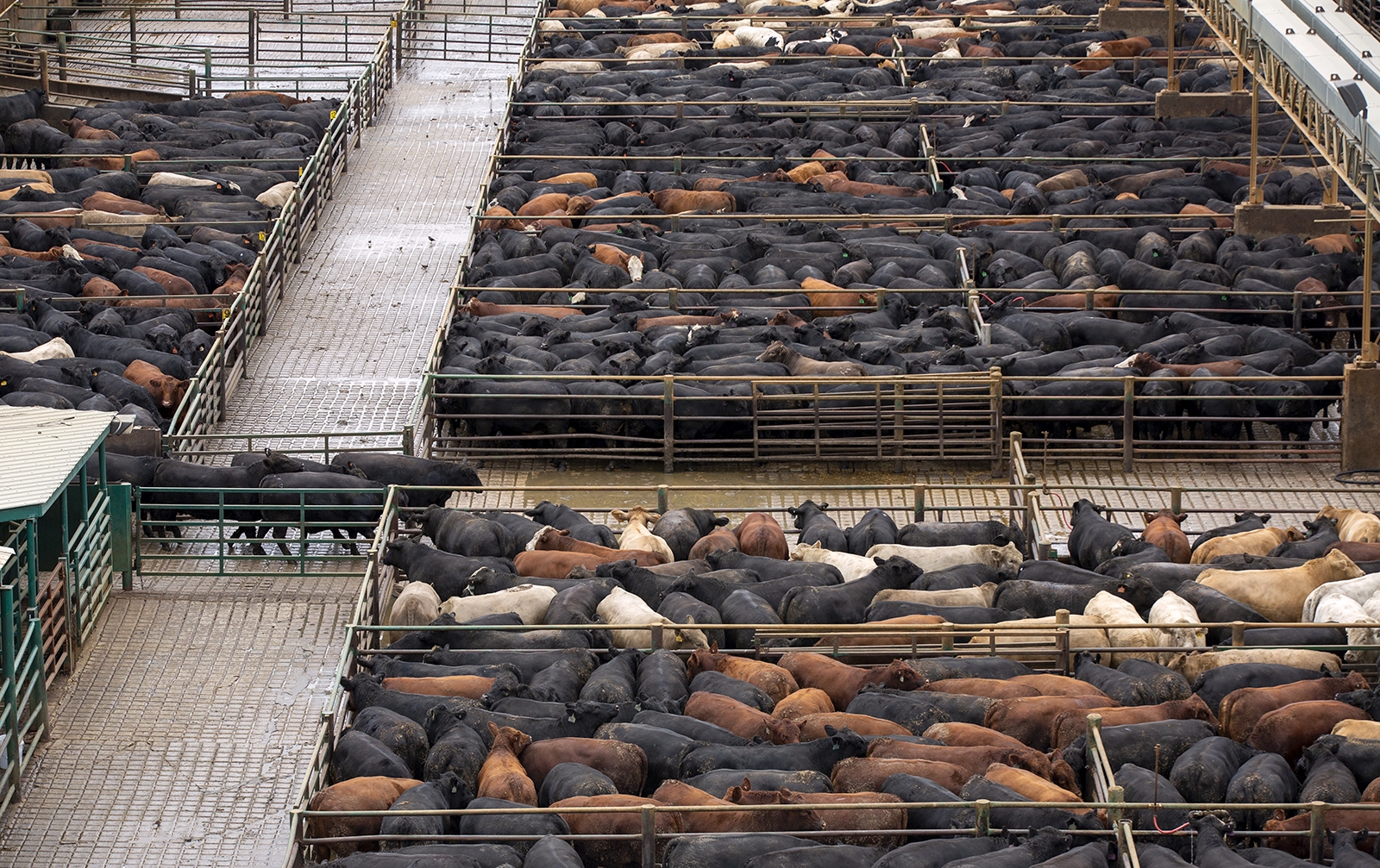 Cattle in pens just outside a slaughter house.