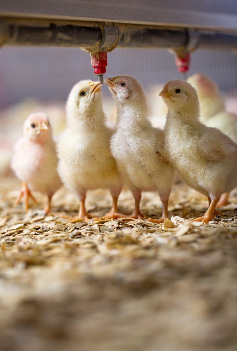 Photography of baby chickens taking a drink.