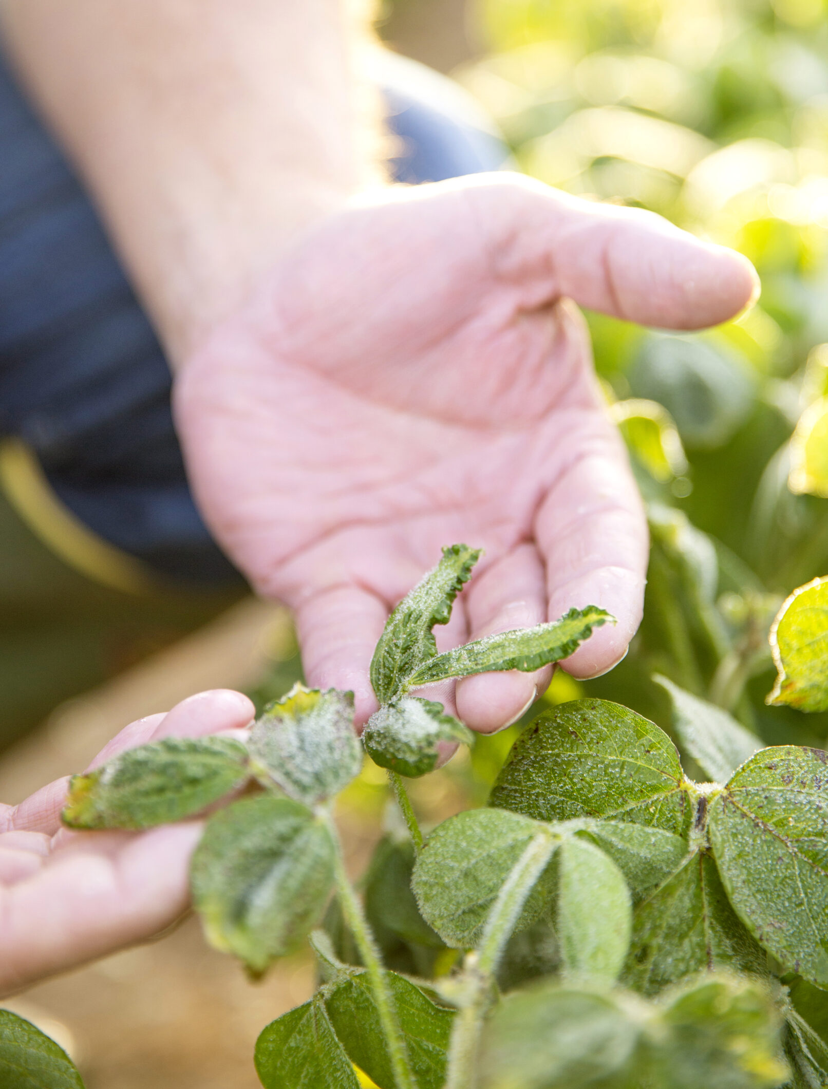 A researcher looks at the leaves of a soybean plant to check the effects of dicamba drift.