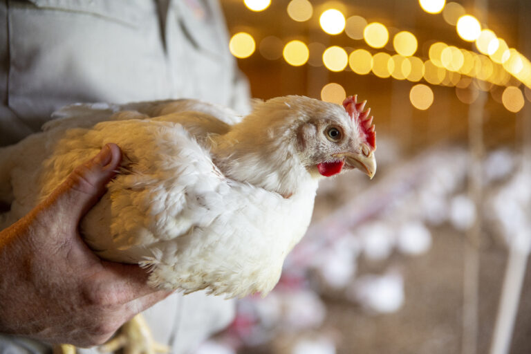 A man holds a chicken in a chicken house in Prairie Grove, Arkansas.